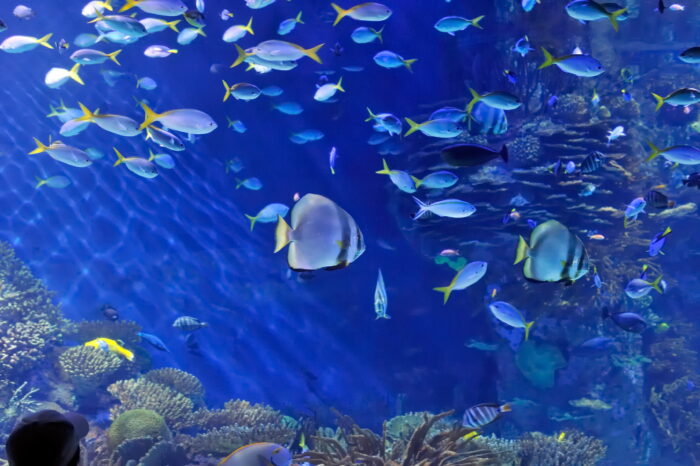 Unterwasser Ihr Aquarium An Der Wand Drnice